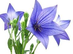 屬兔男本命年要佩戴什么首飾,屬兔男本命年要佩戴什么首飾呢