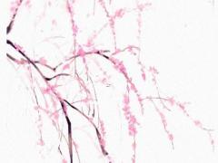 2025年五月最佳吉日分析 適合的日期