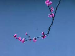 2025年黃歷5月份吉日查詢適宜的日子和最佳選擇