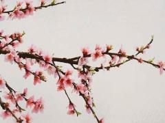 合適的結婚吉日 2025年5月哪日最佳