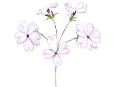 提車吉日查詢 2025年5月哪天最適合