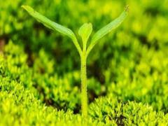 夢見白天有月亮