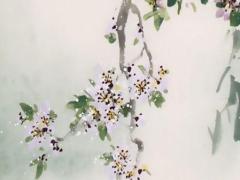 屬兔適合種什么花好,屬兔適合種什么花好風水