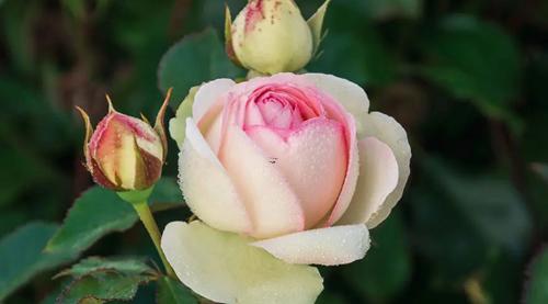 夢到被蛇咬是什么征兆 夢到被蛇咬是什么征兆