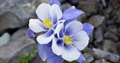 已婚女人夢見黃金手鐲