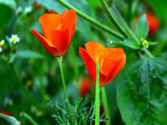 夢(mèng)見吃餃子周公解夢(mèng)