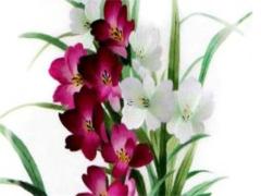 屬兔2025年的運氣和財運怎么樣 屬兔狗人2025年全年運勢運程