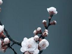 2025年射手女全年運 2022年射手女下半年運勢