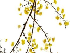 1990屬馬女2025年運勢 屬馬2024年運勢