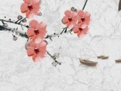 人們的25歲是不是本命年 為什么25歲是每個人的本命年