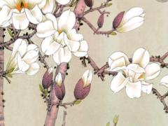 本命年虎年和屬兔的相沖嗎女,虎本命年和什么屬相犯沖