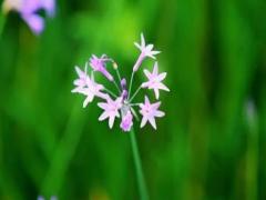 夢見腹中懷的是女孩