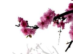 陰歷3月的兔好不好,農歷3月份的兔好不好