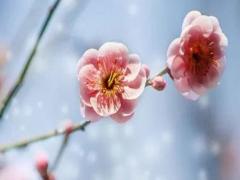 兔本命年運氣怎么樣,87年兔本命年運勢