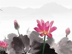 本命年兔適合送什么花呢女生,本命年兔適合送什么花呢女生生日