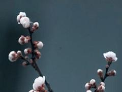 本命年兔三合生肖是哪三合,本命年兔三合生肖是哪三合生肖