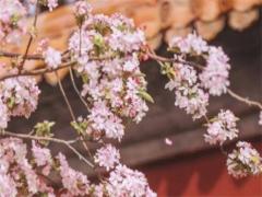 2025年屬虎幸運顏色是什么 屬虎人今年穿什么顏色衣服最好