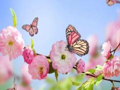 夢到懷孕要生了是什么意思