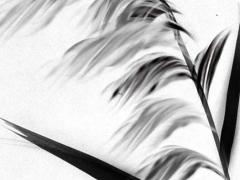 2025年星座運勢第一星座網 2025年黃歷查詢