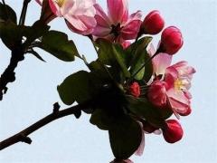 屬猴的今年財運怎么樣 屬猴的財運怎么樣2004