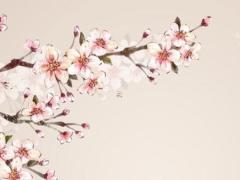 1980年屬猴男2025年的運勢和婚姻 04年屬猴在2024年運勢