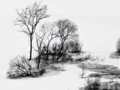 2025屬牛運勢女 73年屬牛今日運勢