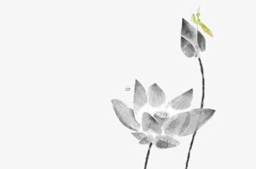 2025屬豬人的全年每月運勢 屬豬人最旺的花 2025屬豬人的全年每月運勢 屬豬人最旺的花